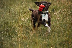 Staffordshire Bull Terrier (chien)