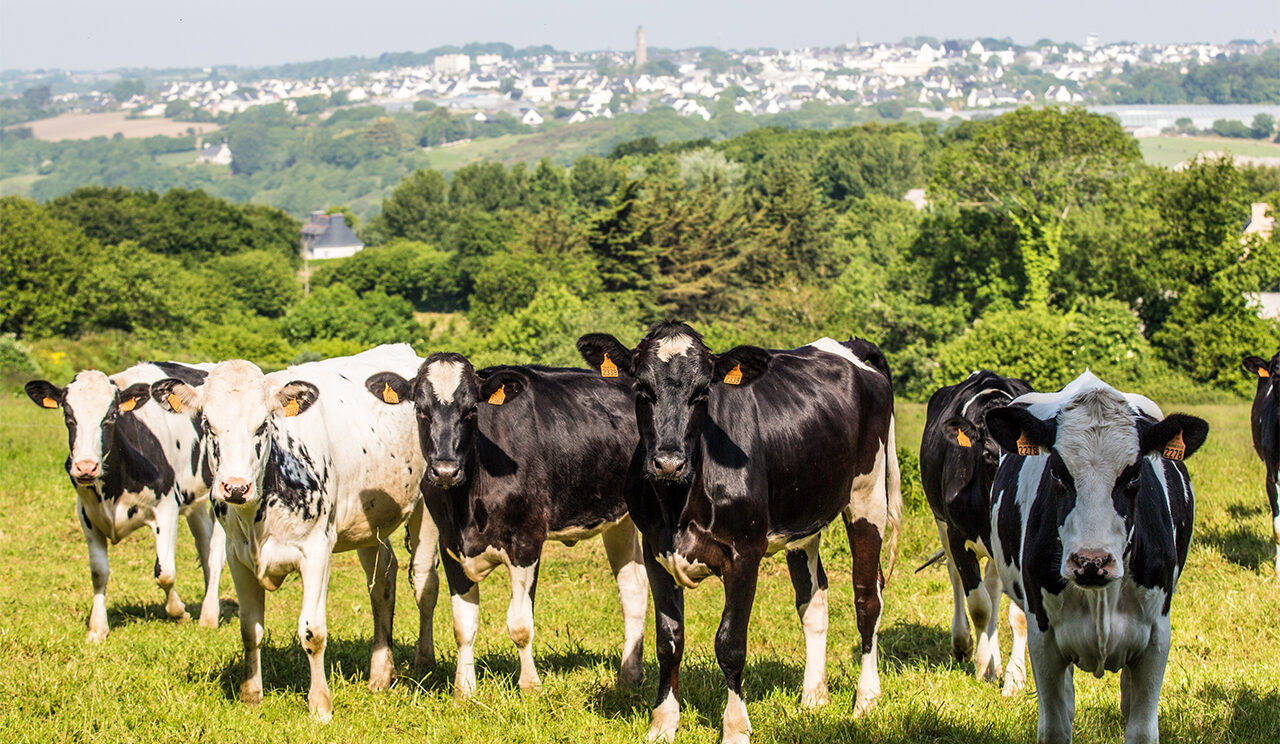 troupeau de vaches dans un pré de Guipavas