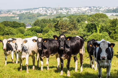 troupeau de vaches dans un pré de Guipavas - Agrandir l'image, fenêtre modale