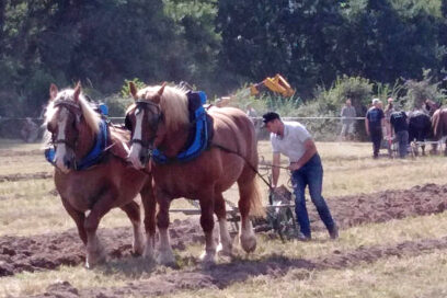 Concours de labour : scène avec 2 chevaux de labour en premier plan tirant une charrue dirigée par un homme. - Agrandir l'image, fenêtre modale
