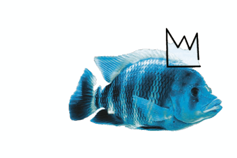 Détail du nouvel univers graphique de la saison 2025-2026 de la salle de spectacle L'Alizé à Guipavas : poisson avec une petite couronne apporte une touche décalée.