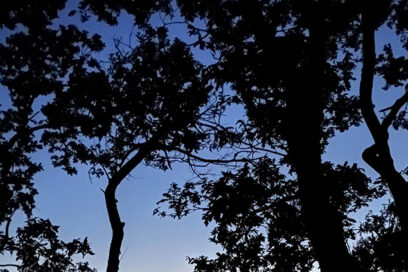 Arbres à la tombée de la nuit. Le ciel est violet, la nuit tombe. - Agrandir l'image, fenêtre modale