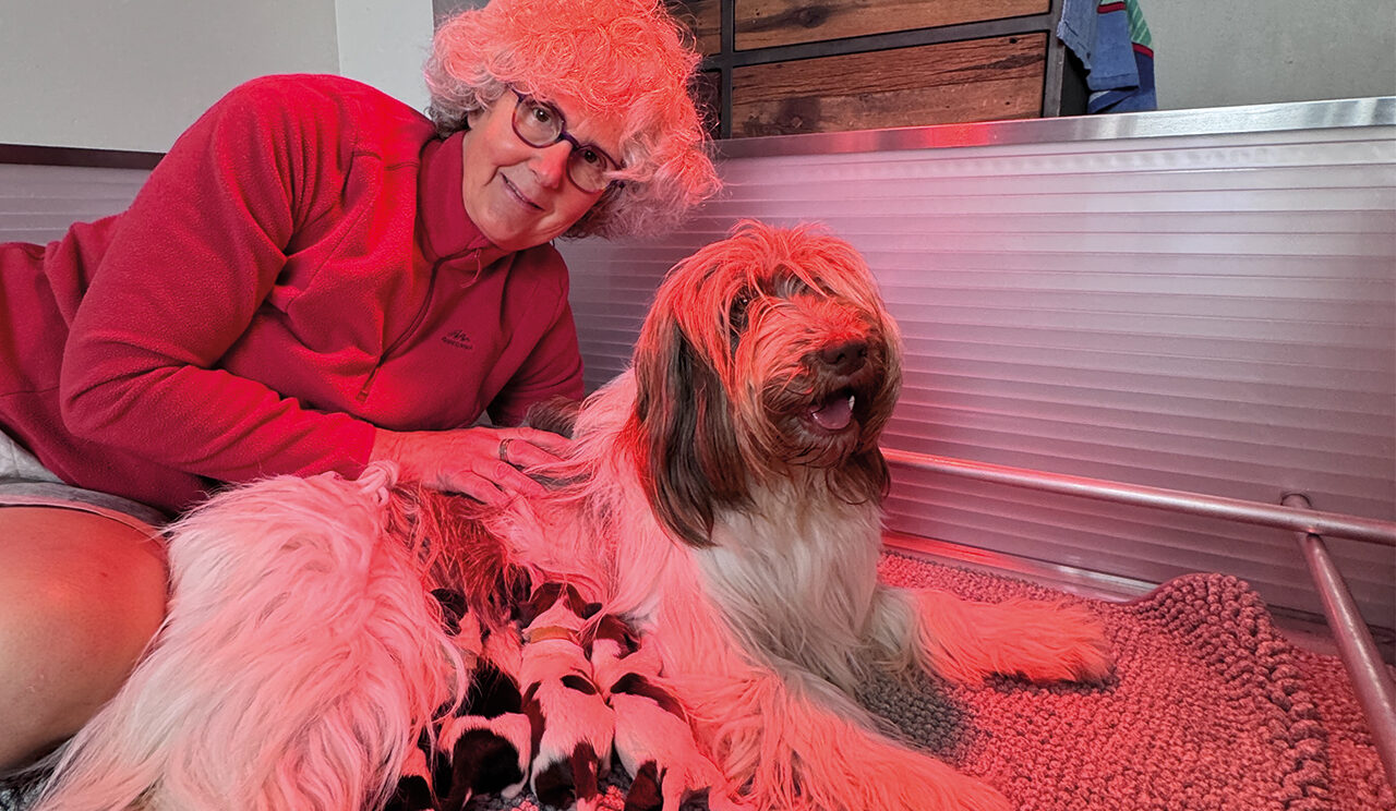 Photo de Sandrine Lannuzel, guipavasienne et éleveuse de chiens en compagnie d’une femelle de race Schapendoes et de 4 chiots