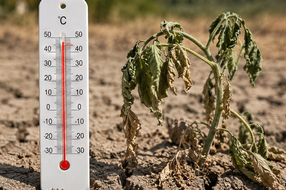 La photo montre un thermomètre avec une température de plus de 40 degrés reposant un sol à la terre sèche et craquelée.