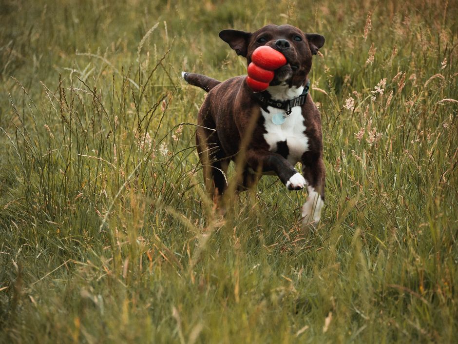 Staffordshire Bull Terrier (chien)