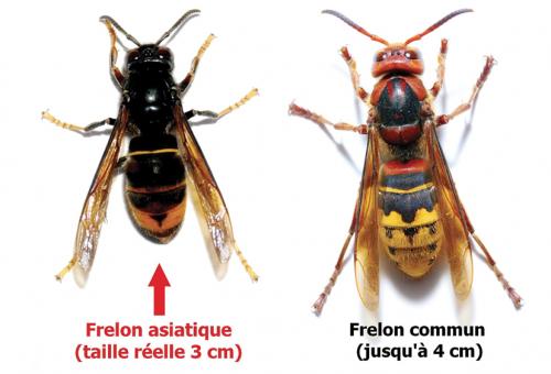 comparaison entre le frelon commun et le frelon asiatique - Agrandir l'image, . 0octets (fenêtre modale)